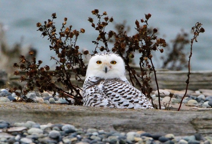 Do You Have Snowy Owls In Your Neck Of The Woods?