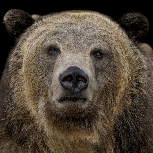 Grizzly Bear Portrait