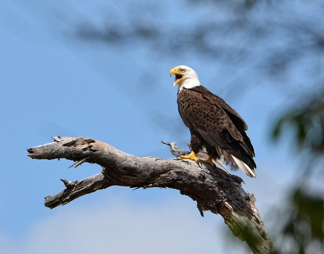 Angry Eagle sitting on an angry tree