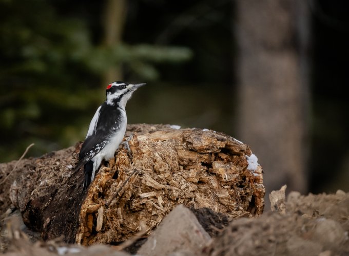 Unexpected sighting in Breck (Hairy Woodpecker)