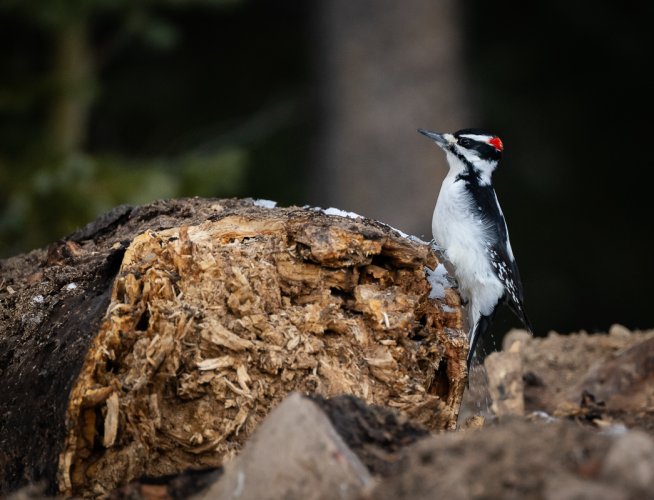 Unexpected sighting in Breck (Hairy Woodpecker)