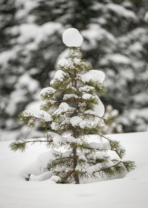 Snowball tree topper