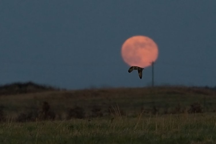 Short Eared Owl at Moonrise