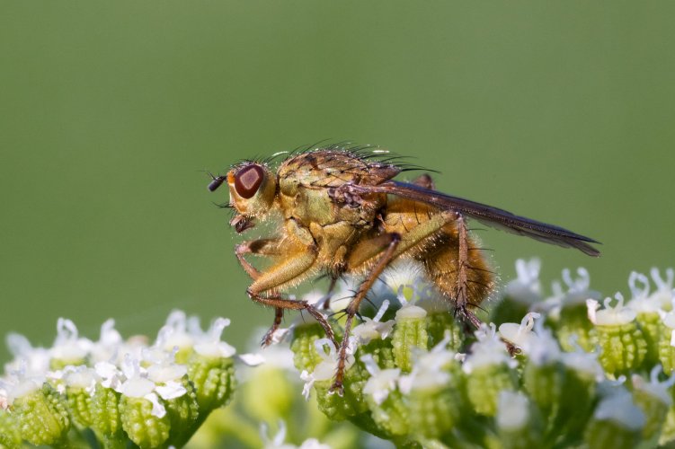 a golden dung fly (not in dung)