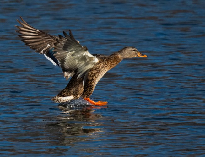 Mallard Ducks Landing