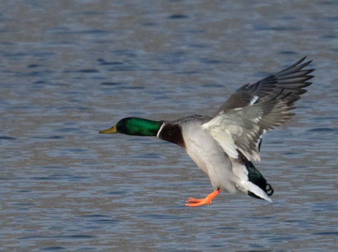 Mallard Ducks Landing