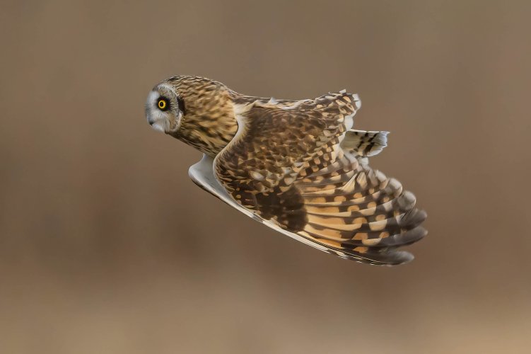 Short-eared owl Wing Clap