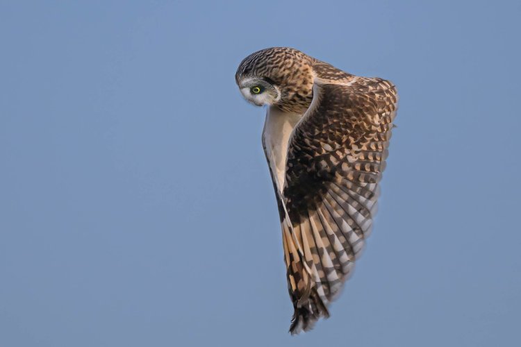 Short-eared owl Wing Clap