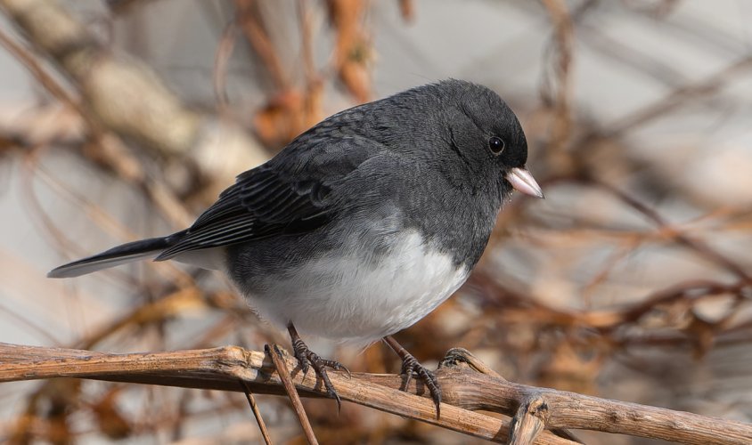 Dark-eyed Junco (Slate-colored) in Vermont