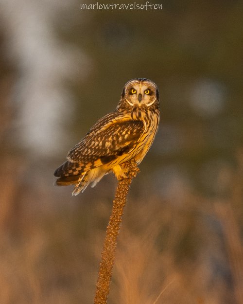 Short-Eared Owls