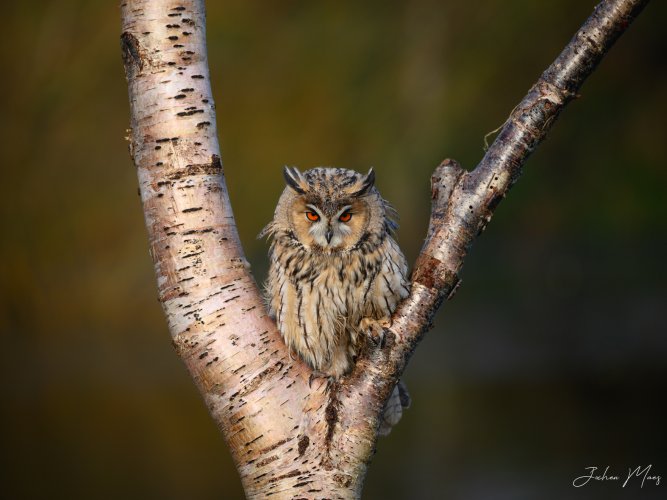Long-eared owl (flyby + perched)