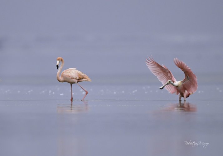 Flamingo Seems Not Very Interested in a Spoonbill Visit.