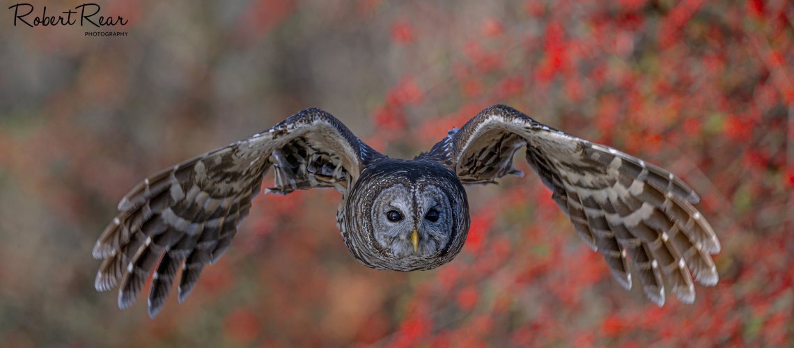 Barred Owl in Flight
