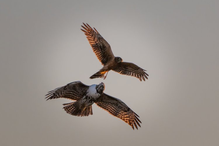 northern harrier vs. red-tailed hawk!