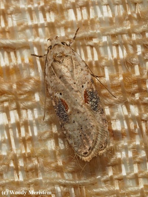 Poison Hemlock Moth