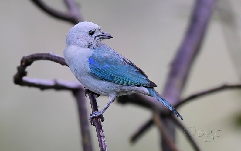 Blue-gray Tanager.