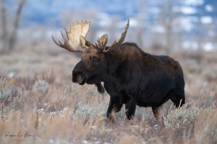 Bull Moose Grand Tetons