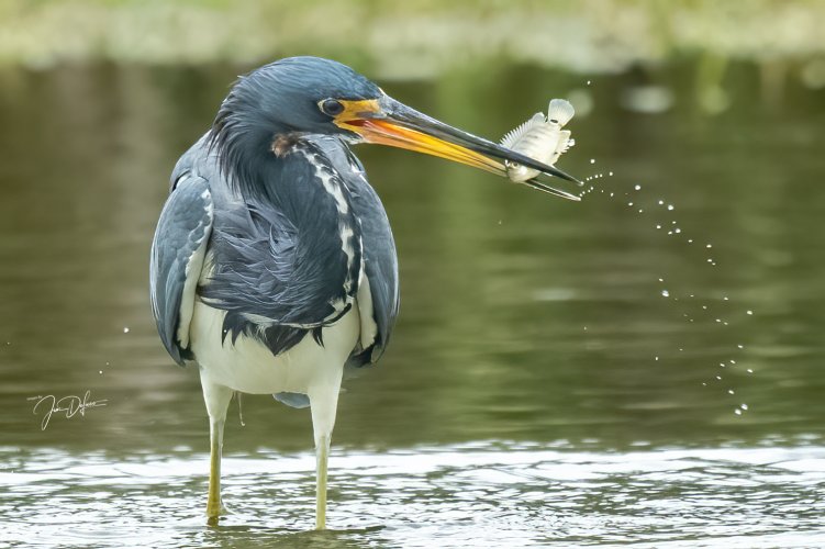 Dancing Tri-colored Heron