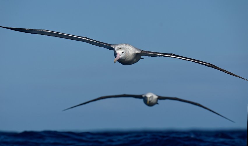 Pelagic birds - post your ocean birds here