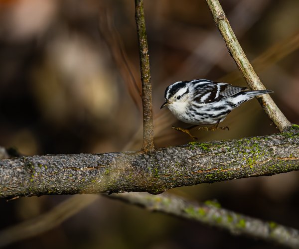 Life Bird For Me  ... a rare for Idaho Black and White Warbler ... and a Bewick's Wren and Northern Flicker also photographed during the chase.