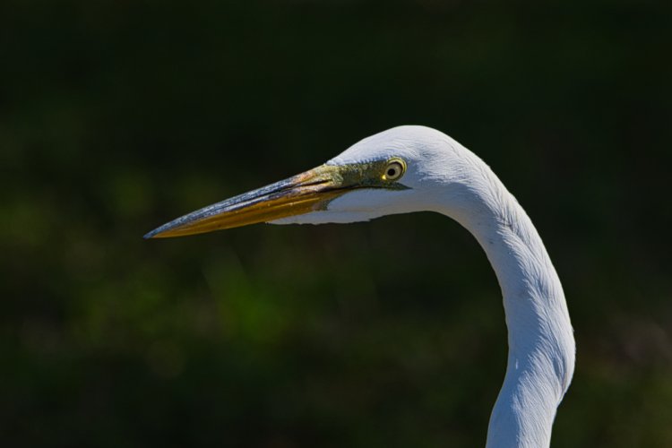 Great White Egret Face