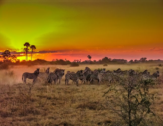 Zebras in Botswana