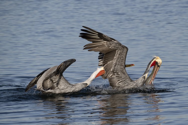 CA Brown Pelican trying to steal a fish