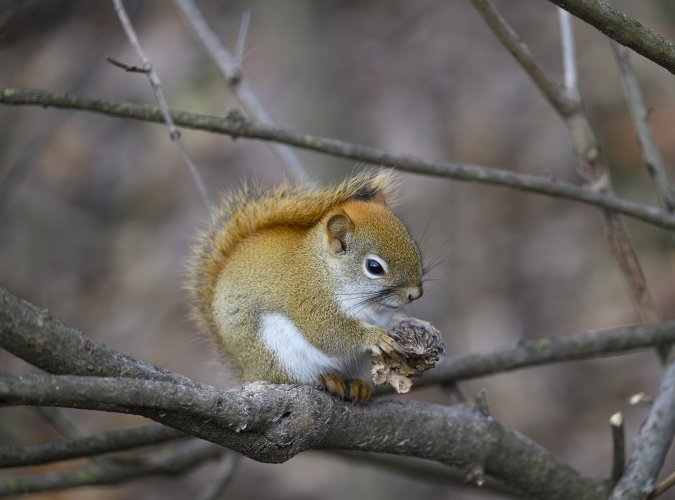 Another squirrel having a walnut