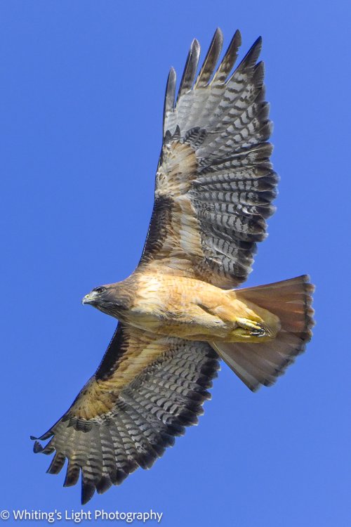 Red-tailed Hawk