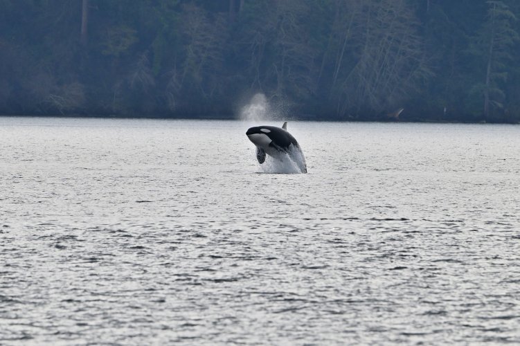 Orcas in Puget Sound