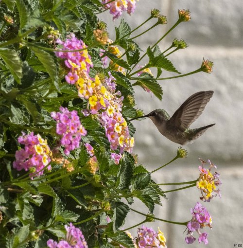 Hummingbirds in a bush #100