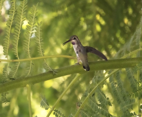 hummingbird in a bush #10