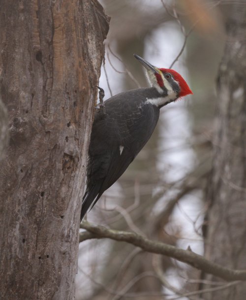 Pileated Woodpecker keeping its distance.