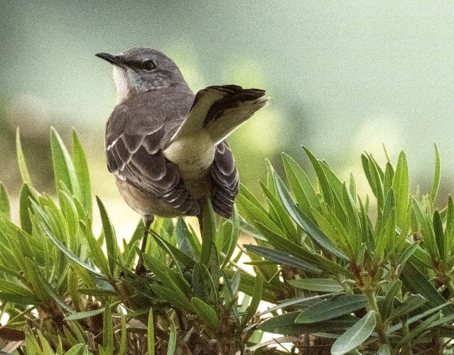 Birds in a bush #88