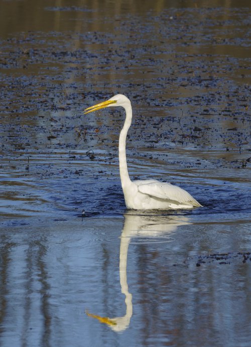 Great Egret gathering lunch
