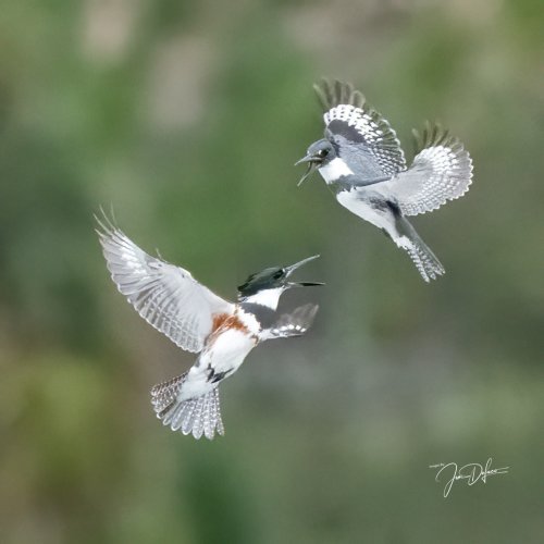Belted Kingfisher Mating Interaction ??