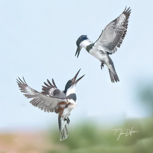Belted Kingfisher Mating Interaction ??