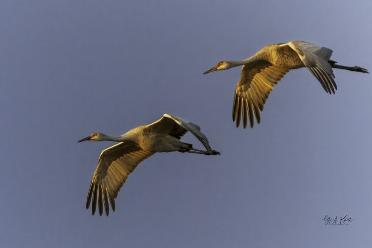 Sandhill Cranes Flying Into the Morning Sun
