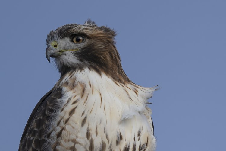 Red-tail Portrait