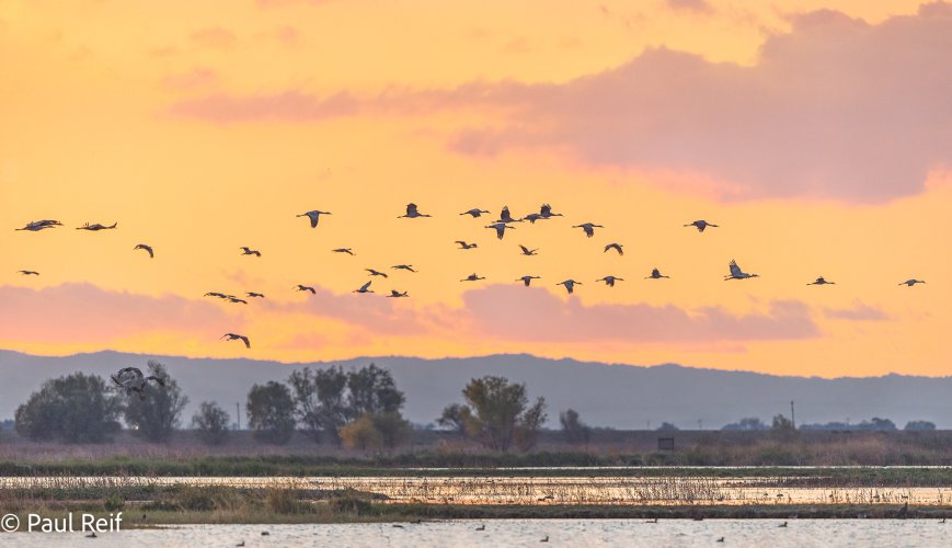 Sandhill-Cranes-at-Sunset.jpg