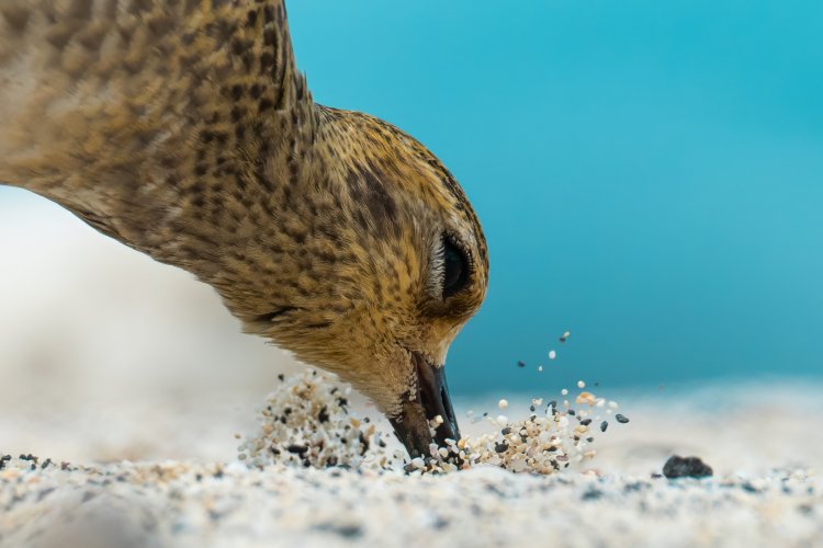 hungry kōlea on the beach