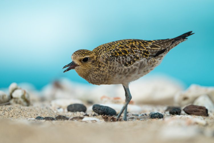 hungry kōlea on the beach