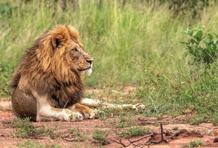 Kruger Lion.jpg