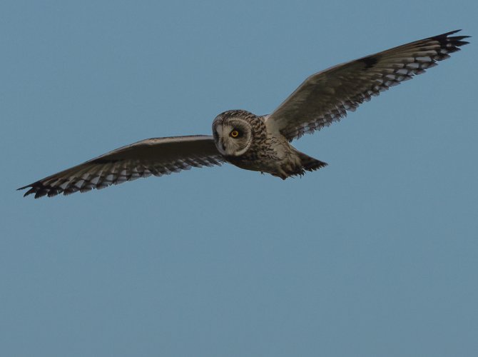 A Boxing Day Present --- Short-eared Owl