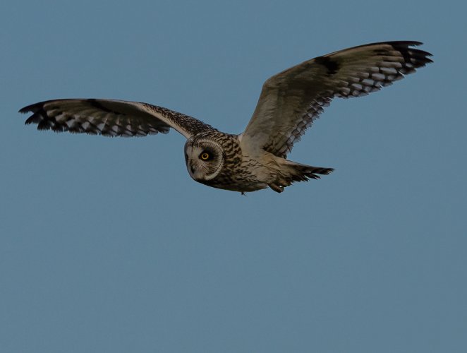 A Boxing Day Present --- Short-eared Owl