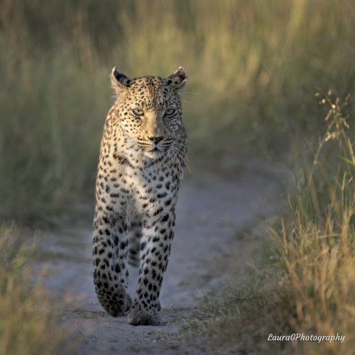 Female Leopard, Botswana