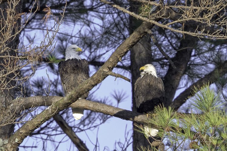 Pair of Bald Eagles Have Returned to the Nest