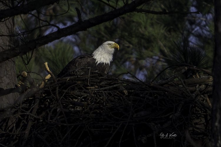 Pair of Bald Eagles Have Returned to the Nest