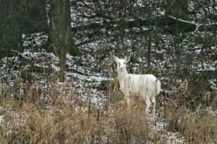 Piebald Deer sighting in Wisconsin