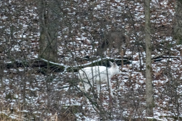 white-deer-20231230-4.jpeg